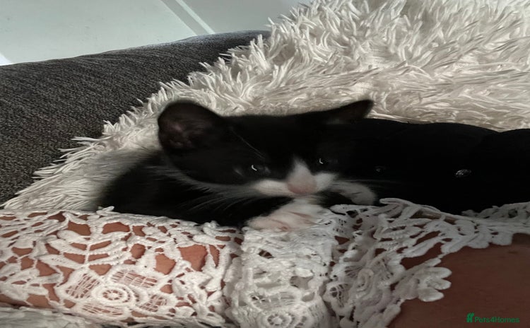 Mixed Breed cats - Advert 14