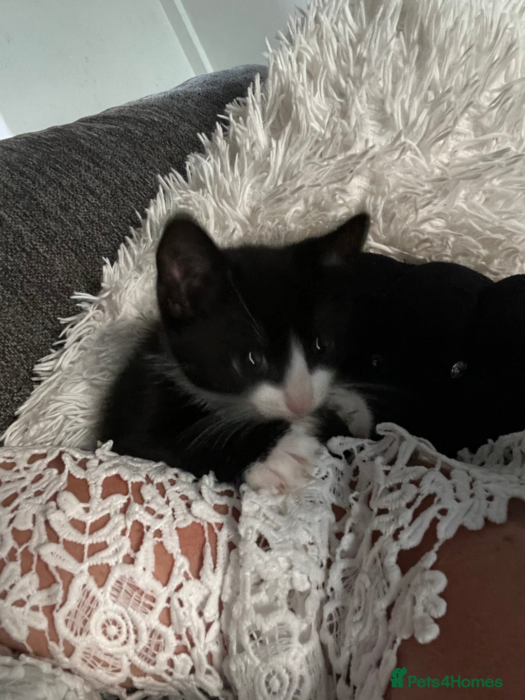 Mixed Breed cats for sale: Affectionate playful kittens - Image 1