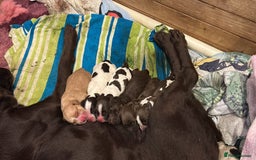 Cockerdor dogs for sale: Cockerdors  - Advert 36