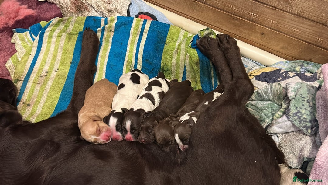 Cockerdor dogs for sale: Cockerdors  - Advert 36