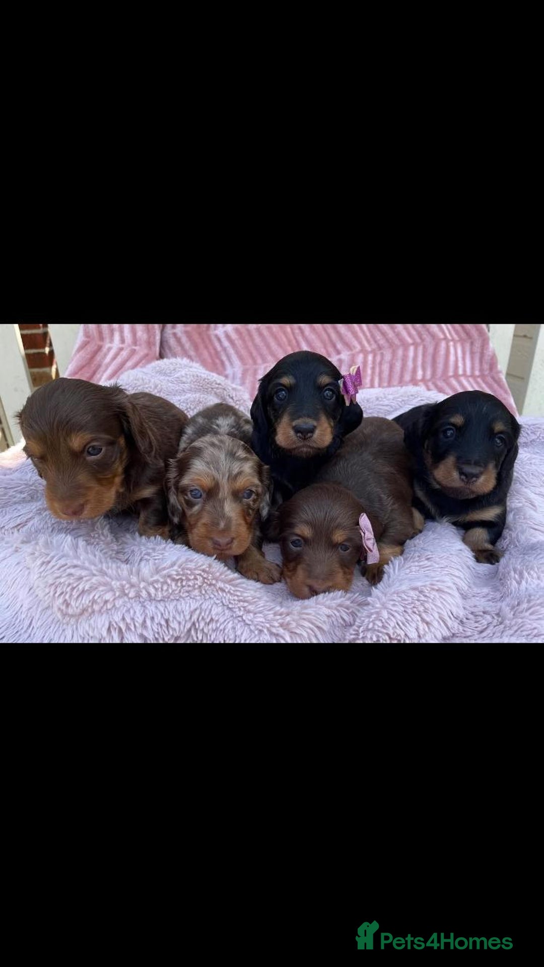 Miniature Dachshund dogs for sale: Miniature Dachshund puppies  - Image 3