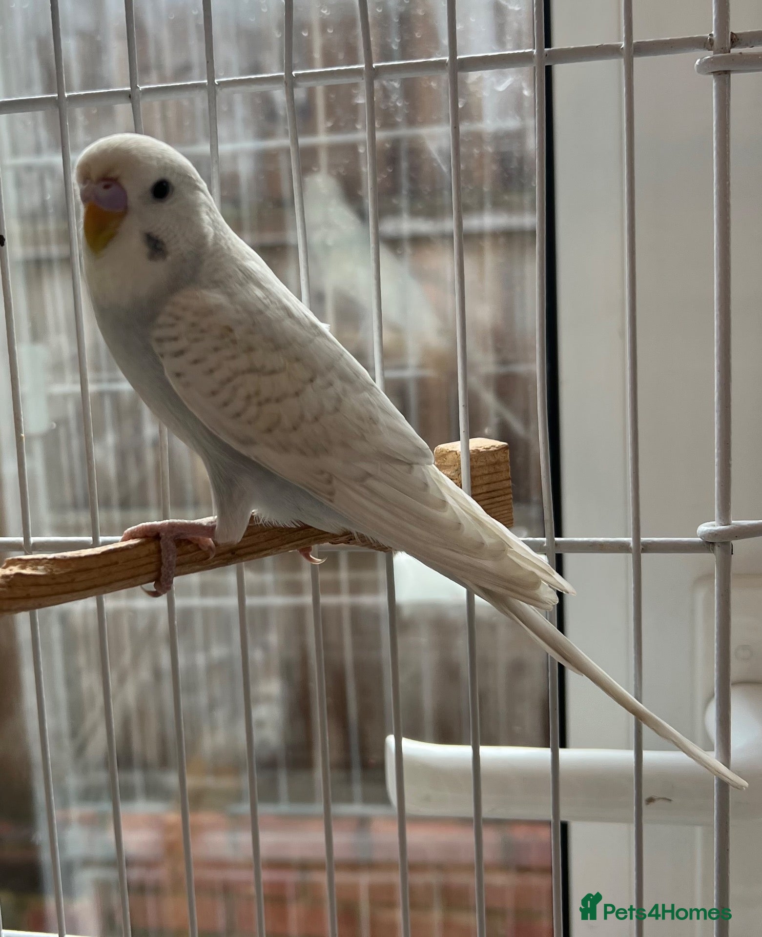 Budgerigars birds Baby Budgies - Advert 6