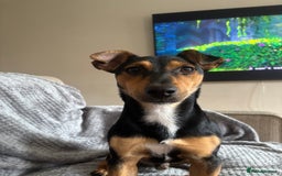 Mixed Breed dogs for sale: my name is chip  - Image 3