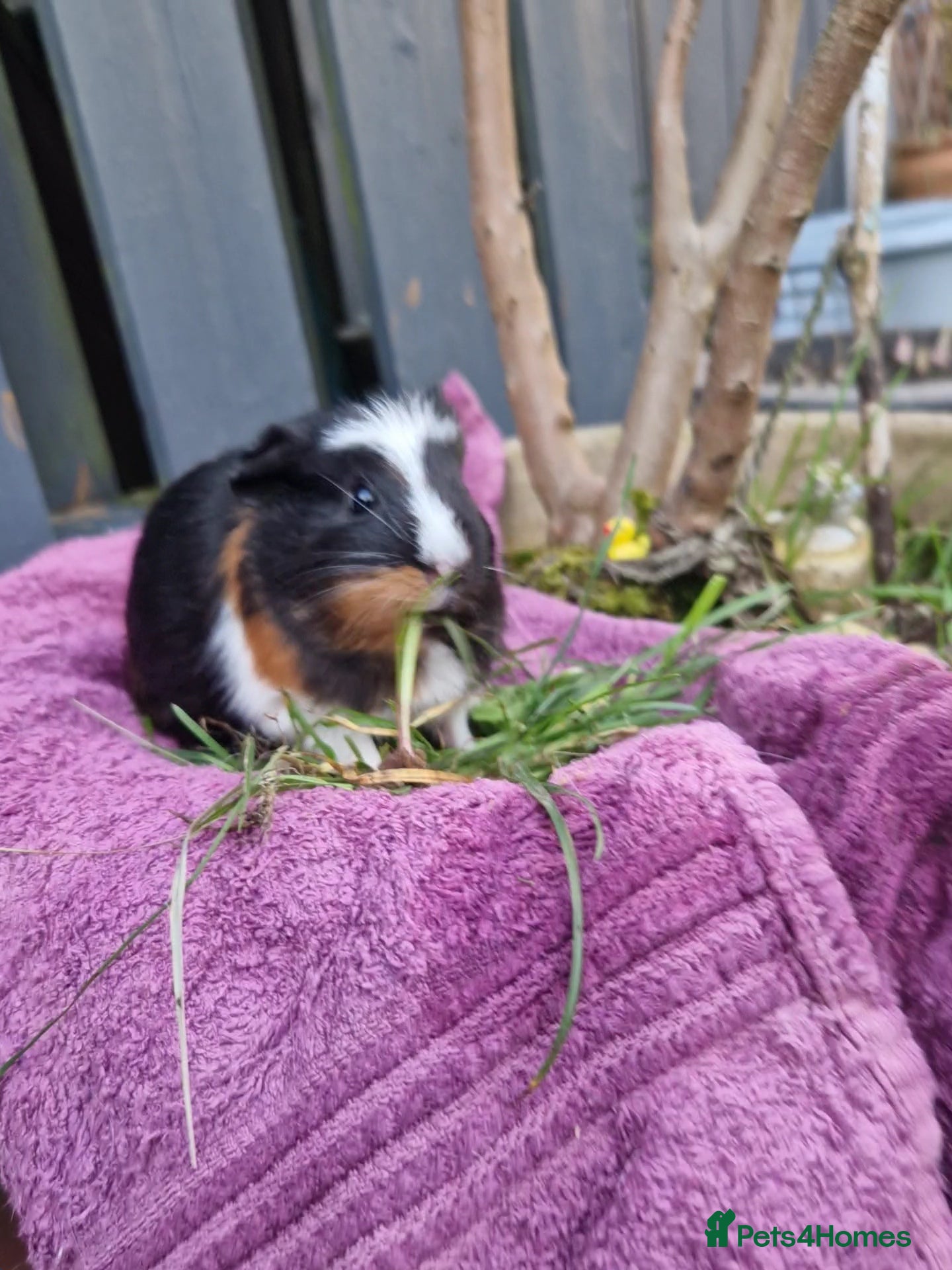 Guinea Pig rodents Beaulful crested female  - Advert 1