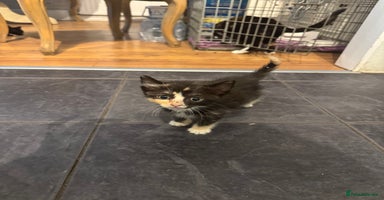 Mixed Breed cats - Advert 5