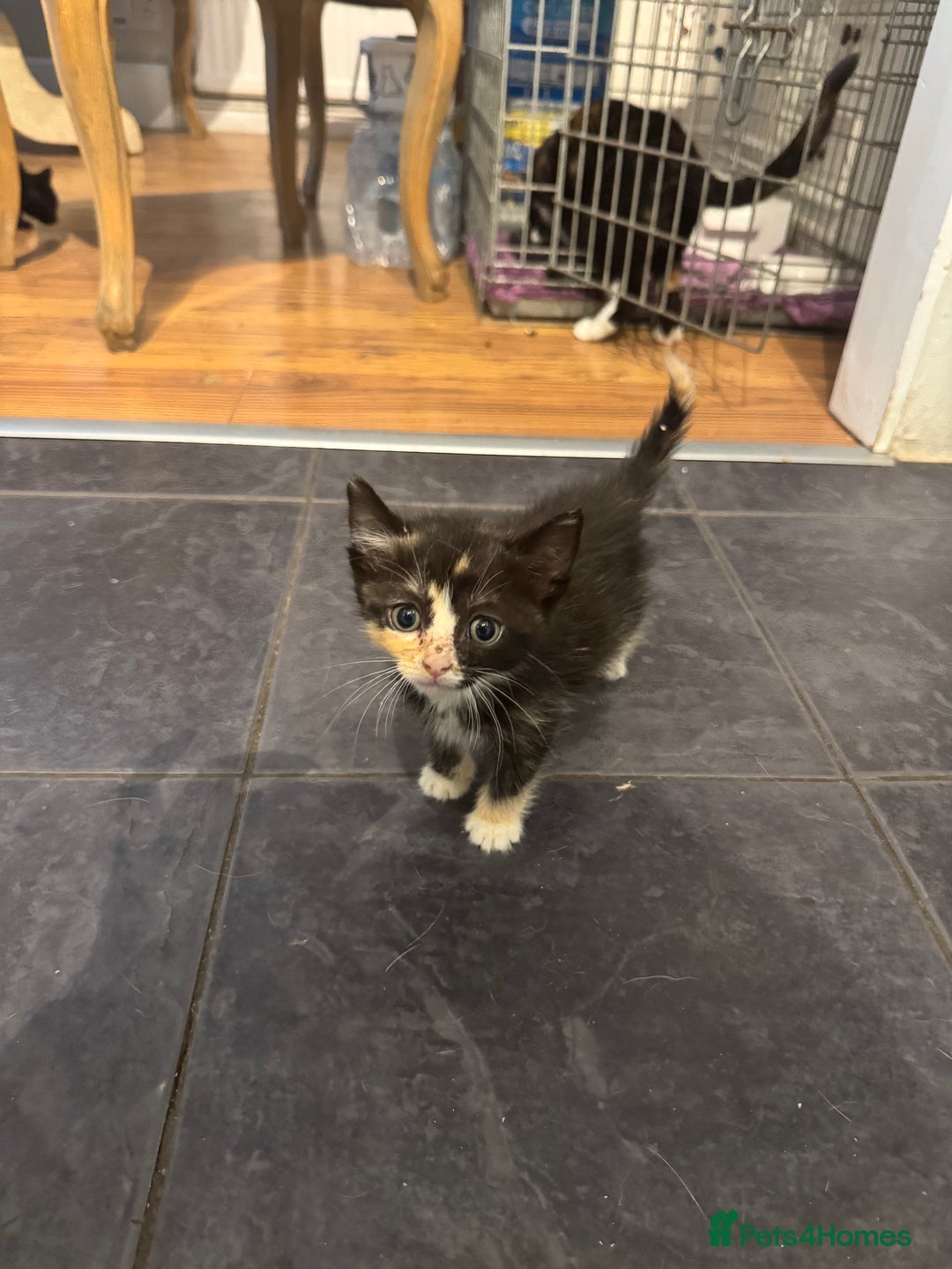 Mixed Breed cats for sale: Beautiful Kittens Ready now  - Image 2