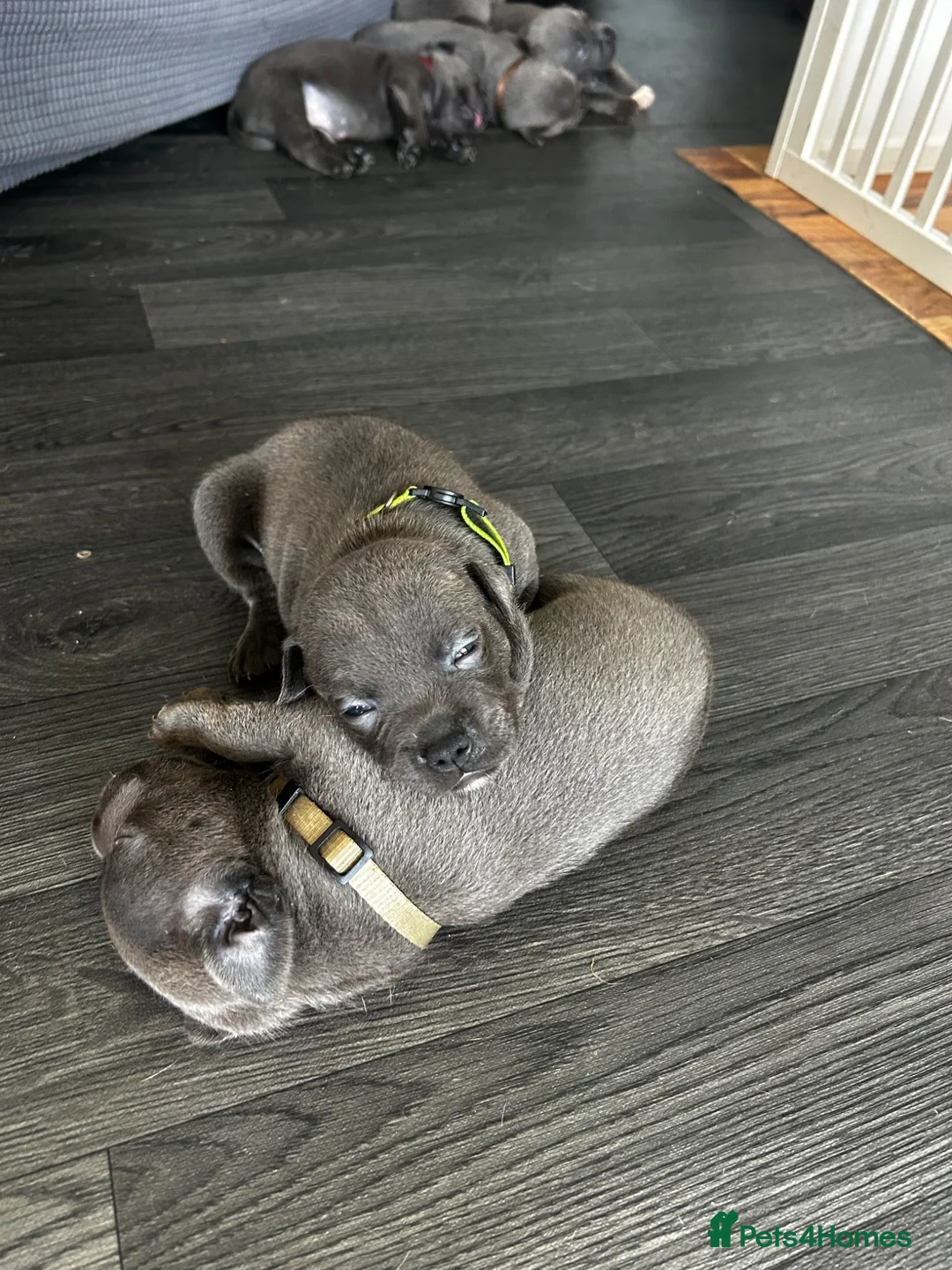 Staffordshire Bull Terrier dogs for sale: 8 stunning Stafford bull terrier puppies - Advert 2