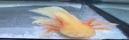 Axolotl reptiles for sale: Rescue Axolotls Looking For New Home  - Advert 10