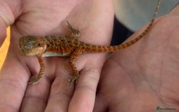 Bearded Dragon reptiles for sale: 15 Baby dearded dragons - Image 28