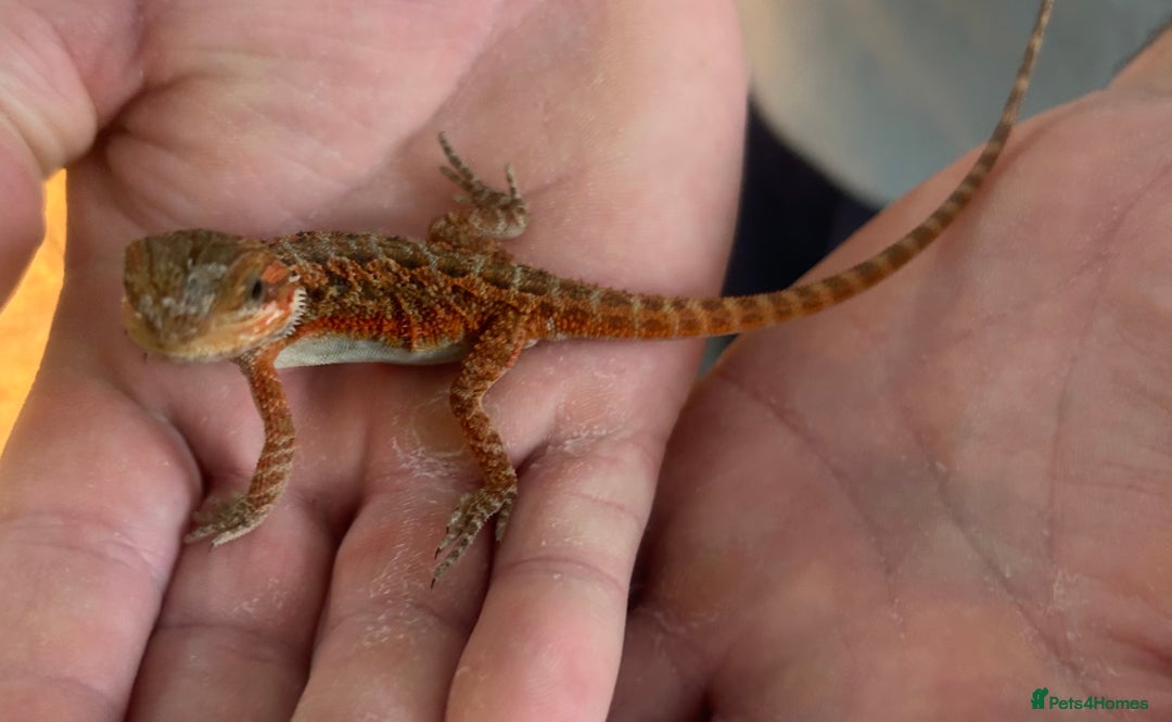 Bearded Dragon reptiles for sale: 15 Baby dearded dragons - Image 28