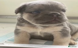 French Bulldog dogs for sale: Champion line fluffy kc French bulldog top quality - Image 8