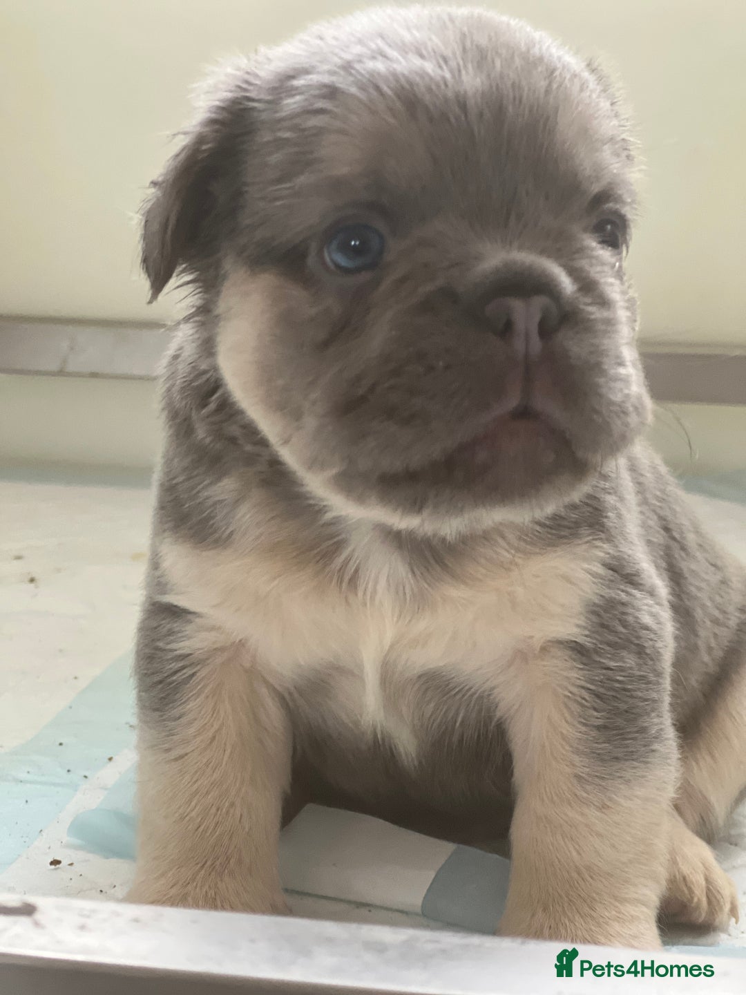 French Bulldog dogs for sale: Champion line fluffy kc French bulldog top quality - Image 8