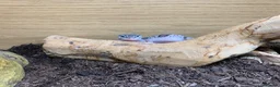 Leopard Gecko reptiles for sale: Leopard gecko in Dunmow - Advert 5