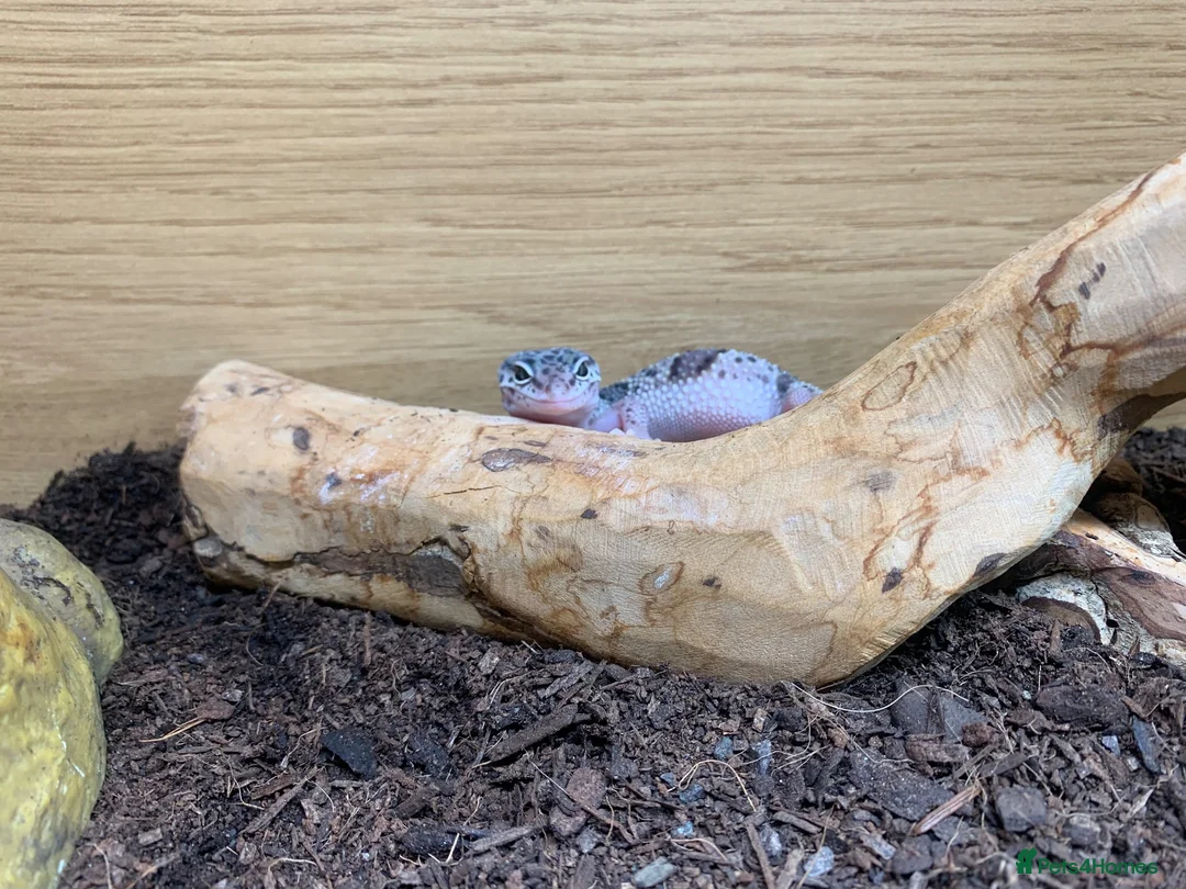 Leopard Gecko reptiles for sale: Leopard gecko in Dunmow - Advert 5