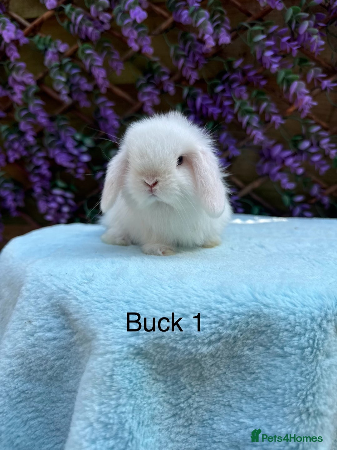 Mini Lop rabbits for sale: Pure bred Mini lops  - Image 4