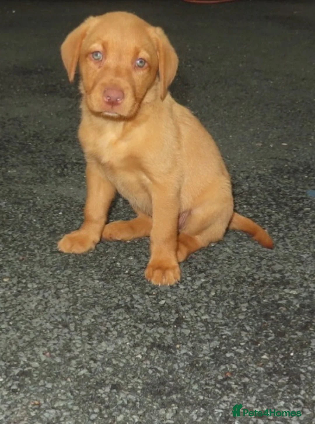 Labrador Retriever dogs for sale: Beautiful Labrador puppies  - Advert 1