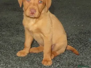 Labrador Retriever dogs Beautiful Labrador puppies - Advert 1