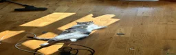 Mixed Breed cats for sale: Male Tabby for Peaceful Home  - Advert 2
