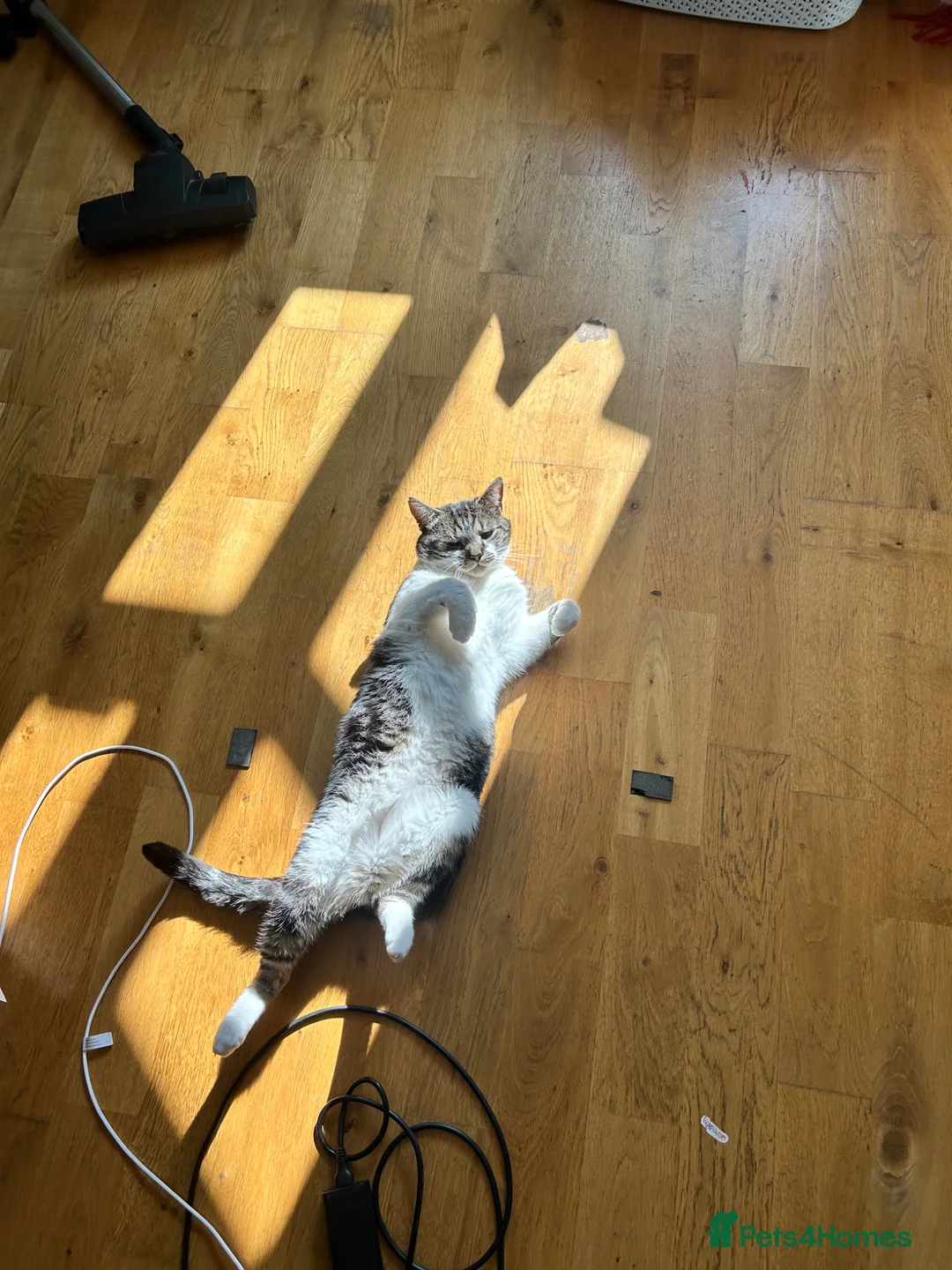 Mixed Breed cats for sale: Male Tabby for Peaceful Home  - Advert 2