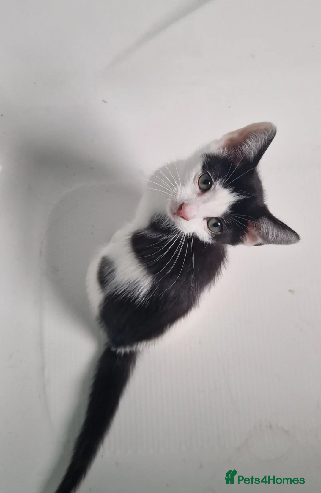 Mixed Breed cats for sale: 3 adorable girls looking for their furever homes - Advert 2