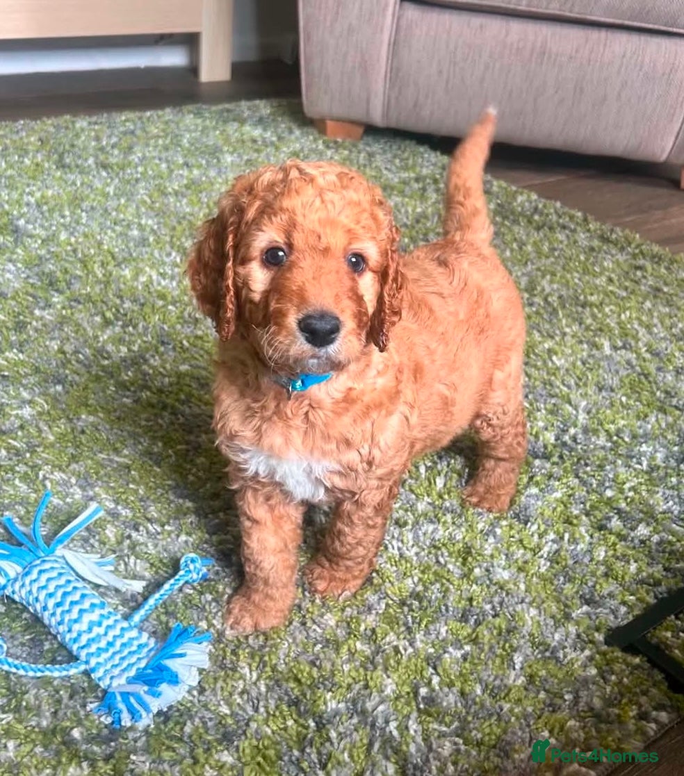 Double Doodle dogs Goldendoodle / Australian Double Doodle  - Advert 7