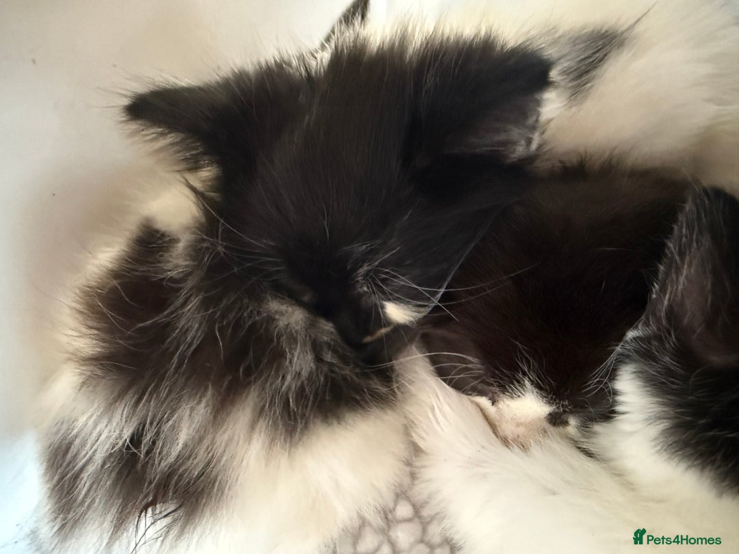 British Longhair cats for sale: Fluffy beautiful kitties  - Image 5