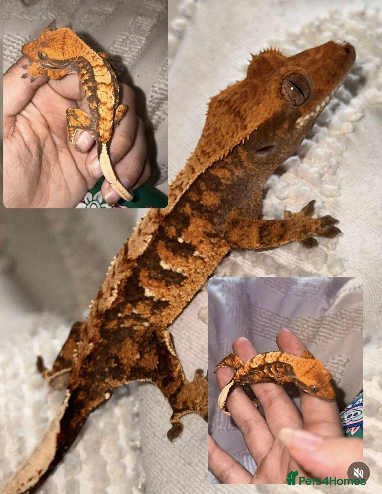 Gecko reptiles Crested Gecko adults and babies - Advert 16
