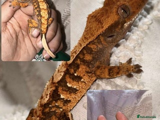 Gecko reptiles Crested Gecko adults and babies - Advert 10