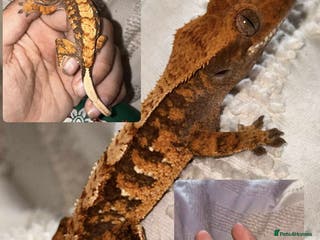Gecko reptiles Crested Gecko adults and babies - Advert 16