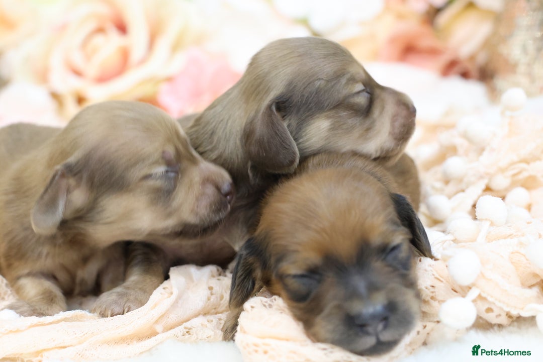 Miniature Dachshund dogs for sale: KC Miniature Dachshund Puppies - Advert 7