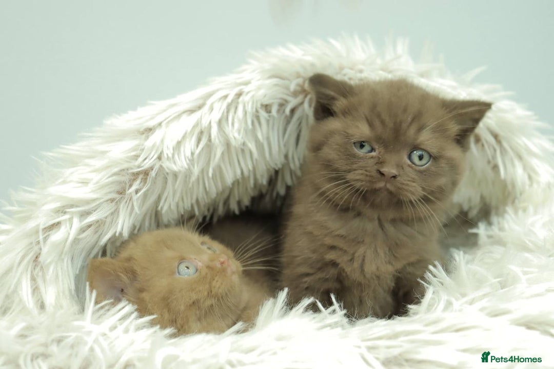 British Shorthair cats for sale: Stunning BHS Champions blood lines kittens  - Advert 24