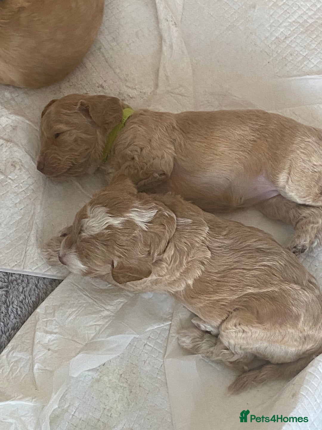 Cockapoo dogs for sale: - 3 Cockapoo Puppies - ! collect today ! Chester - - Image 23