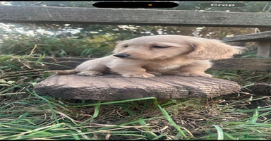 Dachshund dogs - Advert 6
