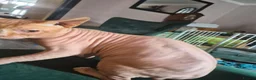 Sphynx cats for sale: Unfortunately having to rehome male sphynx - Advert 4