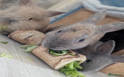 Mixed Breed rabbits for sale: 2 beautiful baby rabbits - Image 6