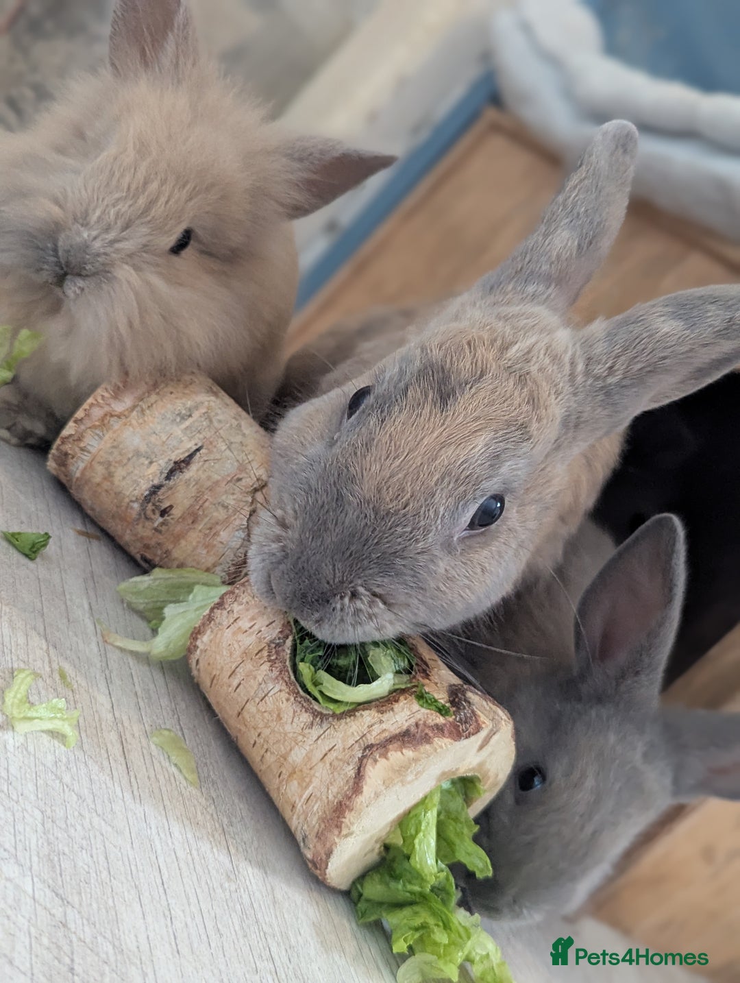 Mixed Breed rabbits for sale: 2 beautiful baby rabbits - Image 6