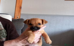 Mixed Breed dogs for sale: Lakeland/patterdale cross Jackchi puppies  - Image 3