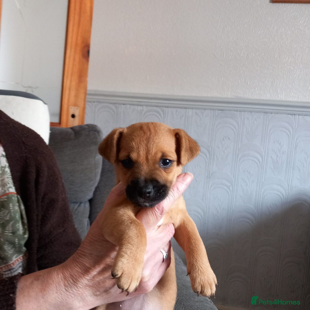 Mixed Breed dogs for sale: Lakeland/patterdale cross Jackchi puppies  - Image 3