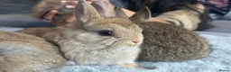 Netherland Dwarf rabbits for sale: Netherland dwarf bunnies - Advert 3