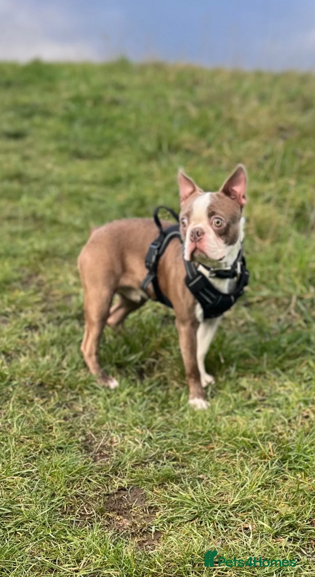Boston Terrier dogs for sale: KC Registered Lilac Male Boston Terrier-11Months  in Leeds - Advert 2