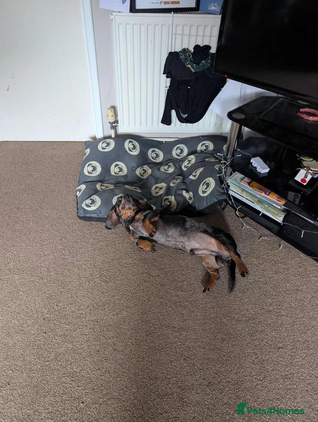 Miniature Dachshund dogs for sale: Needs a new home - Advert 1