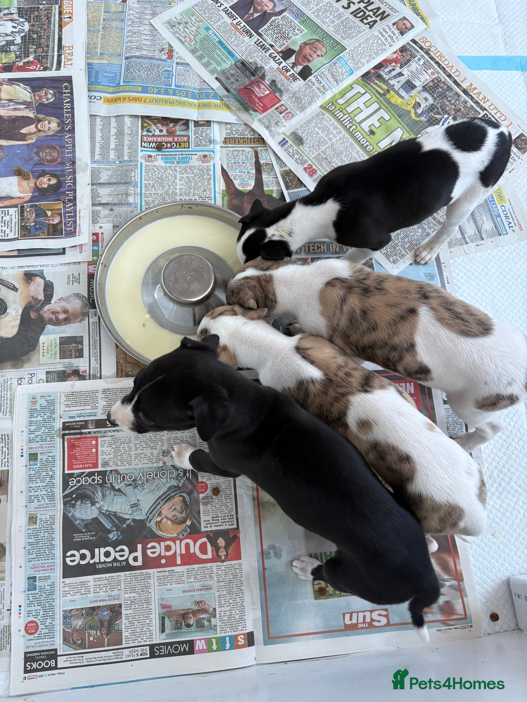 Whippet dogs for sale: KC registered Whippet Puppies - Image 9