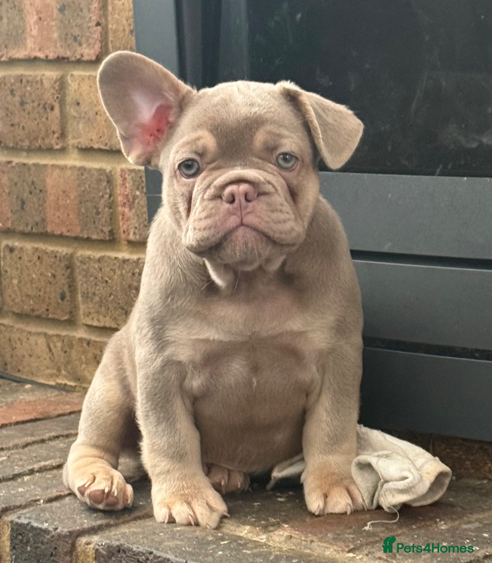 French Bulldog dogs Ready to go! Top quality French bulldogs  - Advert 13