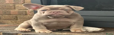 French Bulldog 5