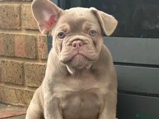 French Bulldog dogs Ready to go! Top quality French bulldogs - Advert 13