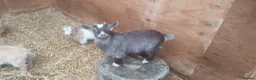 Goats livestock for sale: Lovely pygmy goats 🐐  - Advert 8