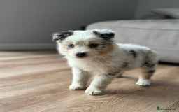 Australian Shepherd dogs for sale: 2 KC registered Australian Shepards remaining! - Image 29