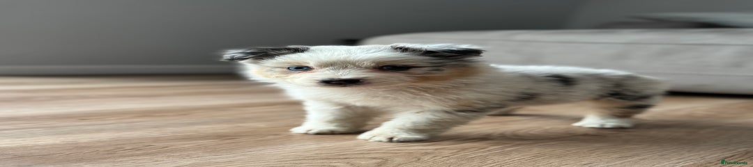 Australian Shepherd Puppy 4