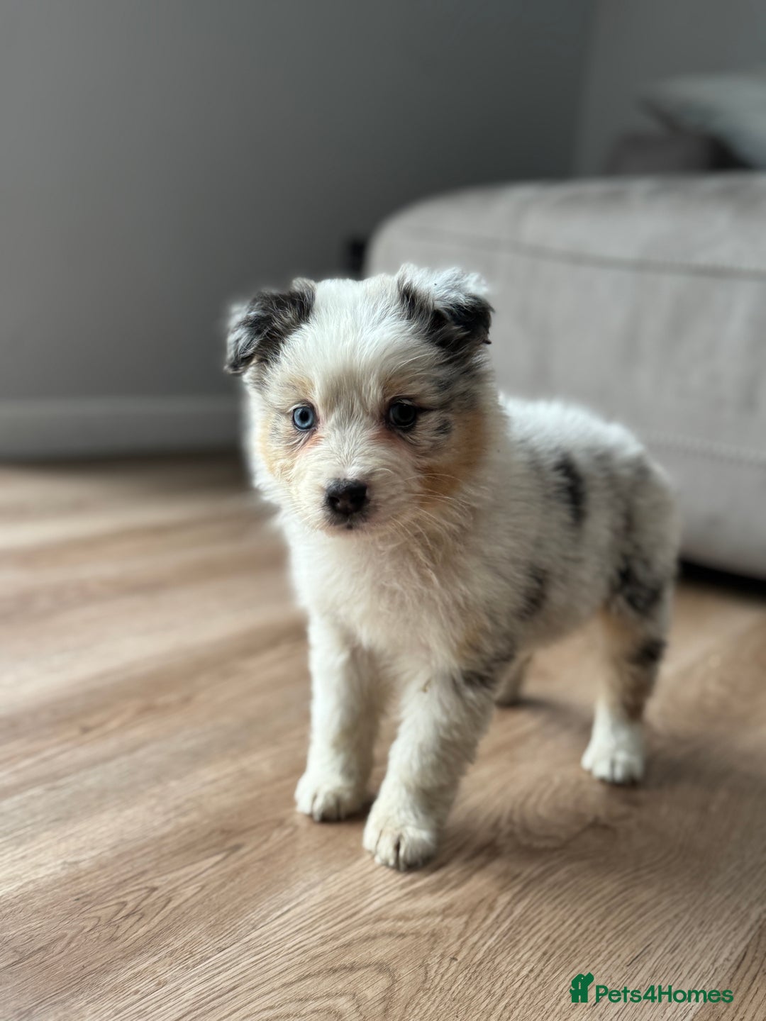 Australian Shepherd dogs for sale: 2 KC registered Australian Shepards remaining! - Image 29