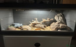 Leopard Gecko reptiles for sale: 2 leopard geckos with setup, 1f 1m - Advert 4